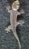 Gecko